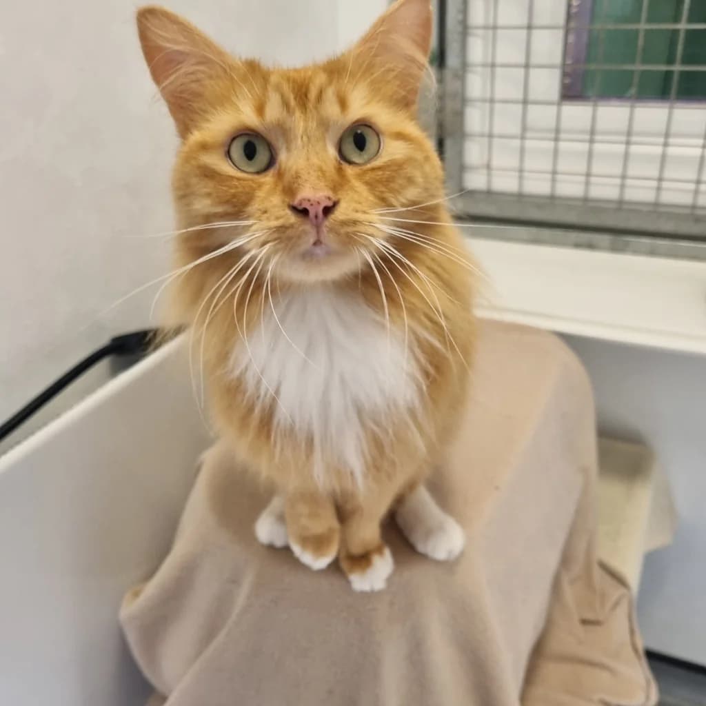 Leo – 4 Year Old Male, male Mixed Breed Cat for adoption at Rain Rescue