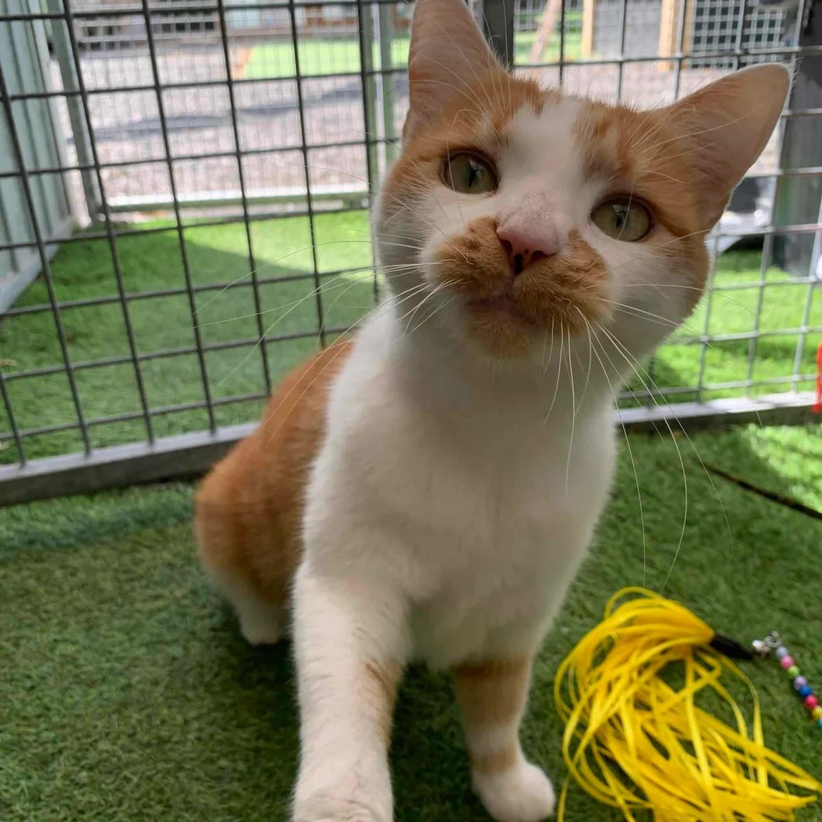 Luna- 4 Year Old Female, female Mixed Breed Cat for adoption at Rain Rescue