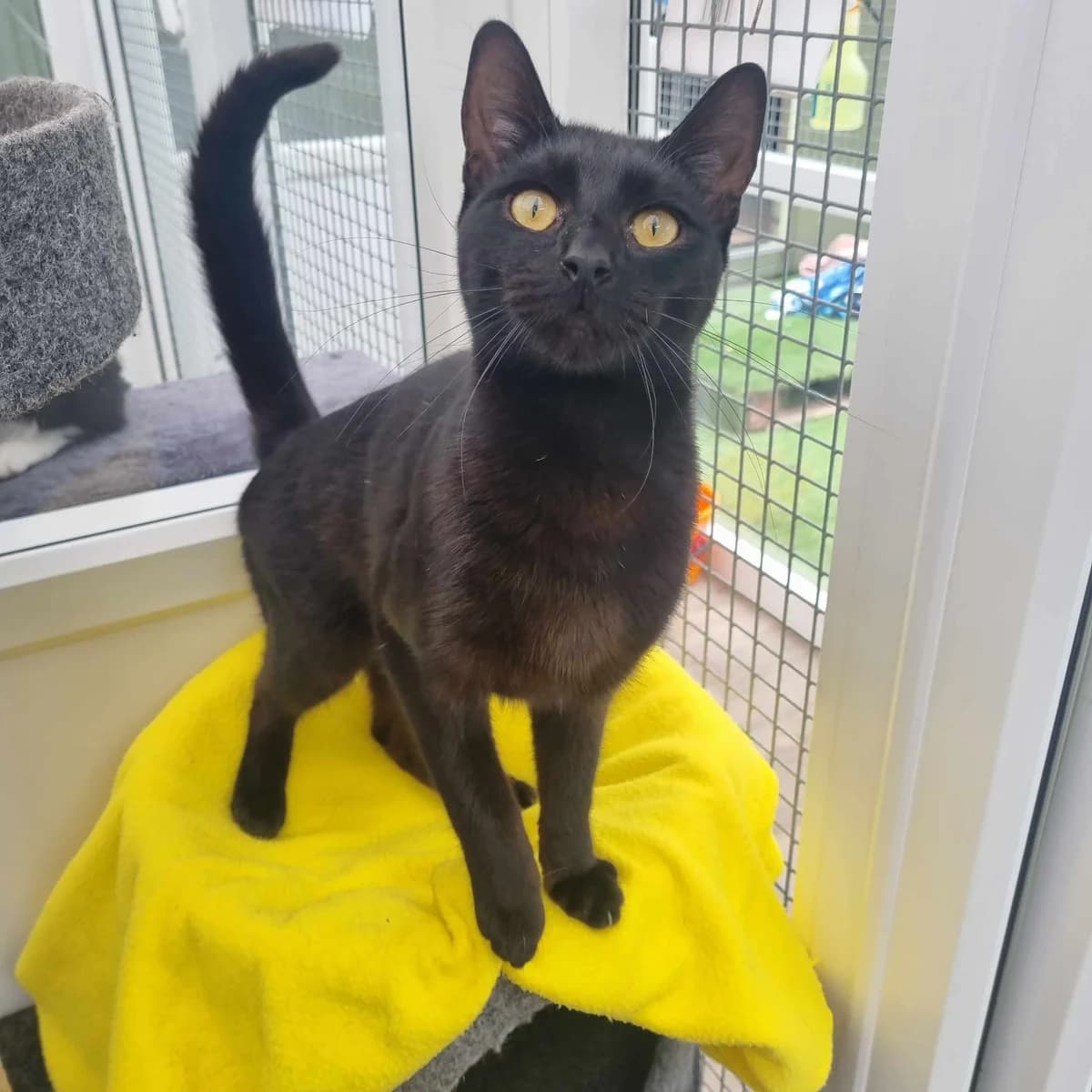 Arrow-6 Month Old Male- Available soon, male Mixed Breed Cat for adoption at Rain Rescue