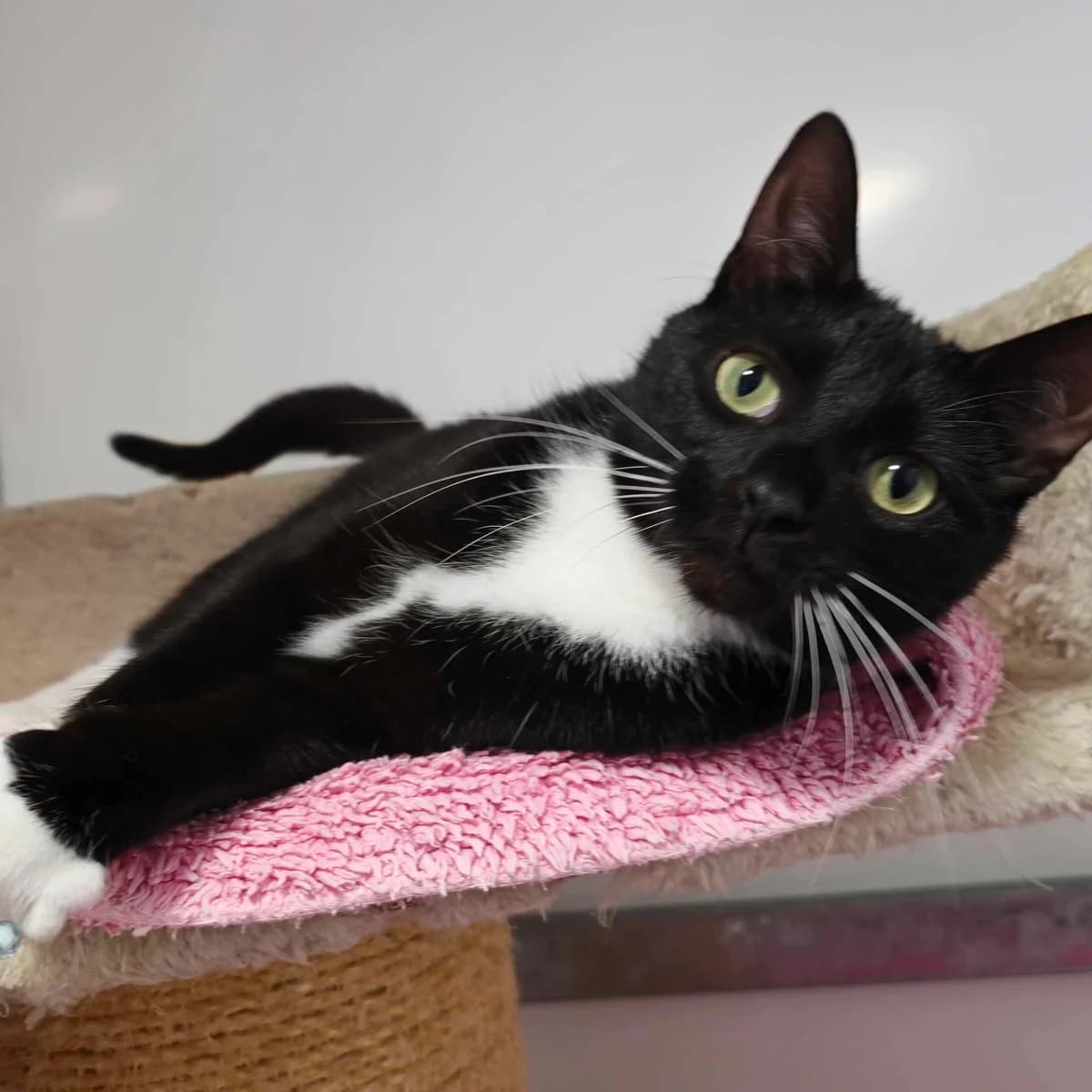 Hettie- 1 Year Old Female, female Mixed Breed Cat for adoption at Rain Rescue