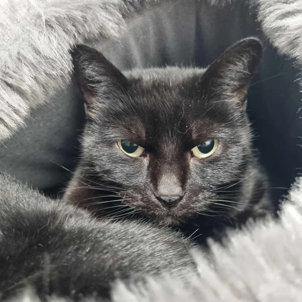 Delilah- 11 Year Old Female, female Mixed Breed Cat for adoption at Rain Rescue