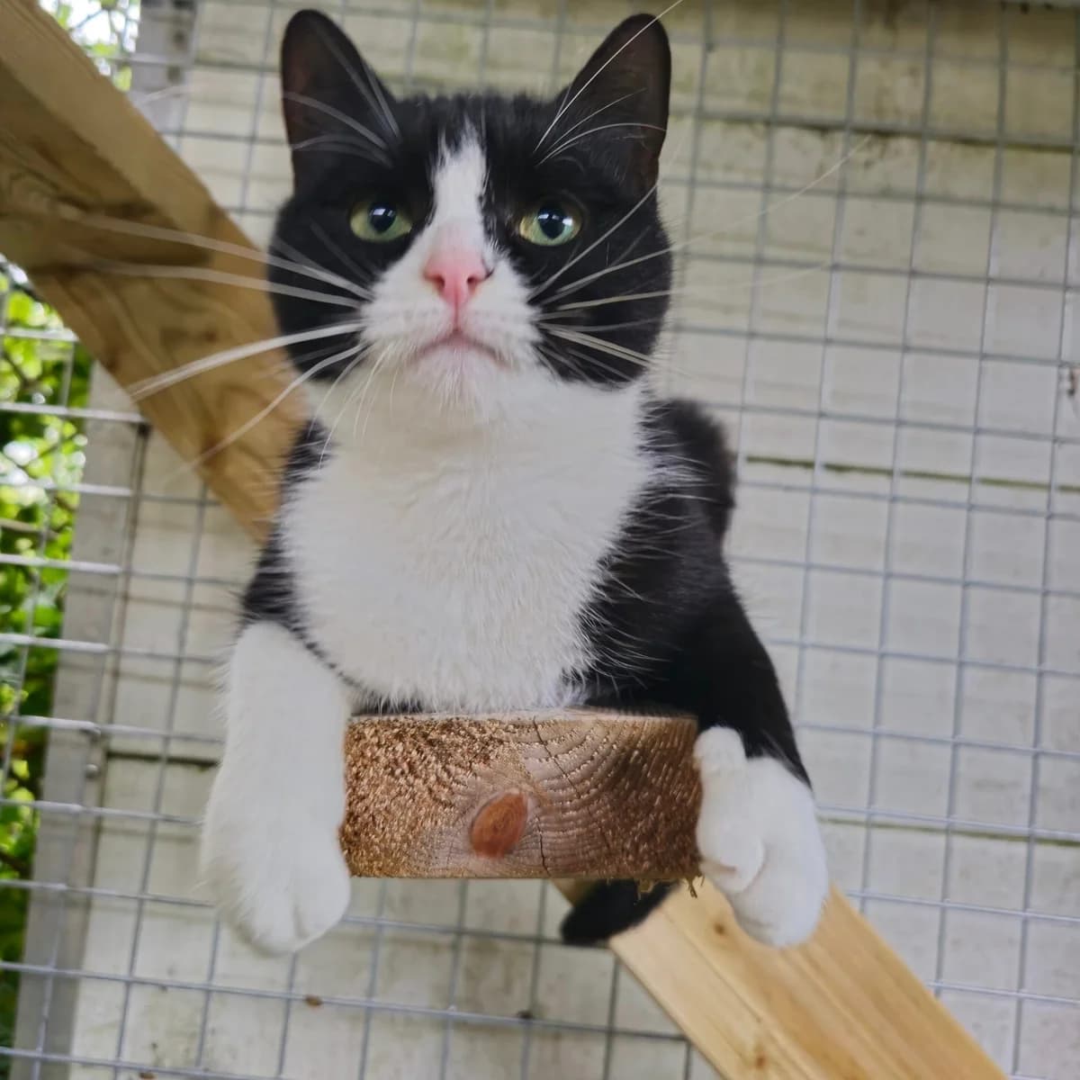Judy- 3 Year Old Female, female Mixed Breed Cat for adoption at Rain Rescue