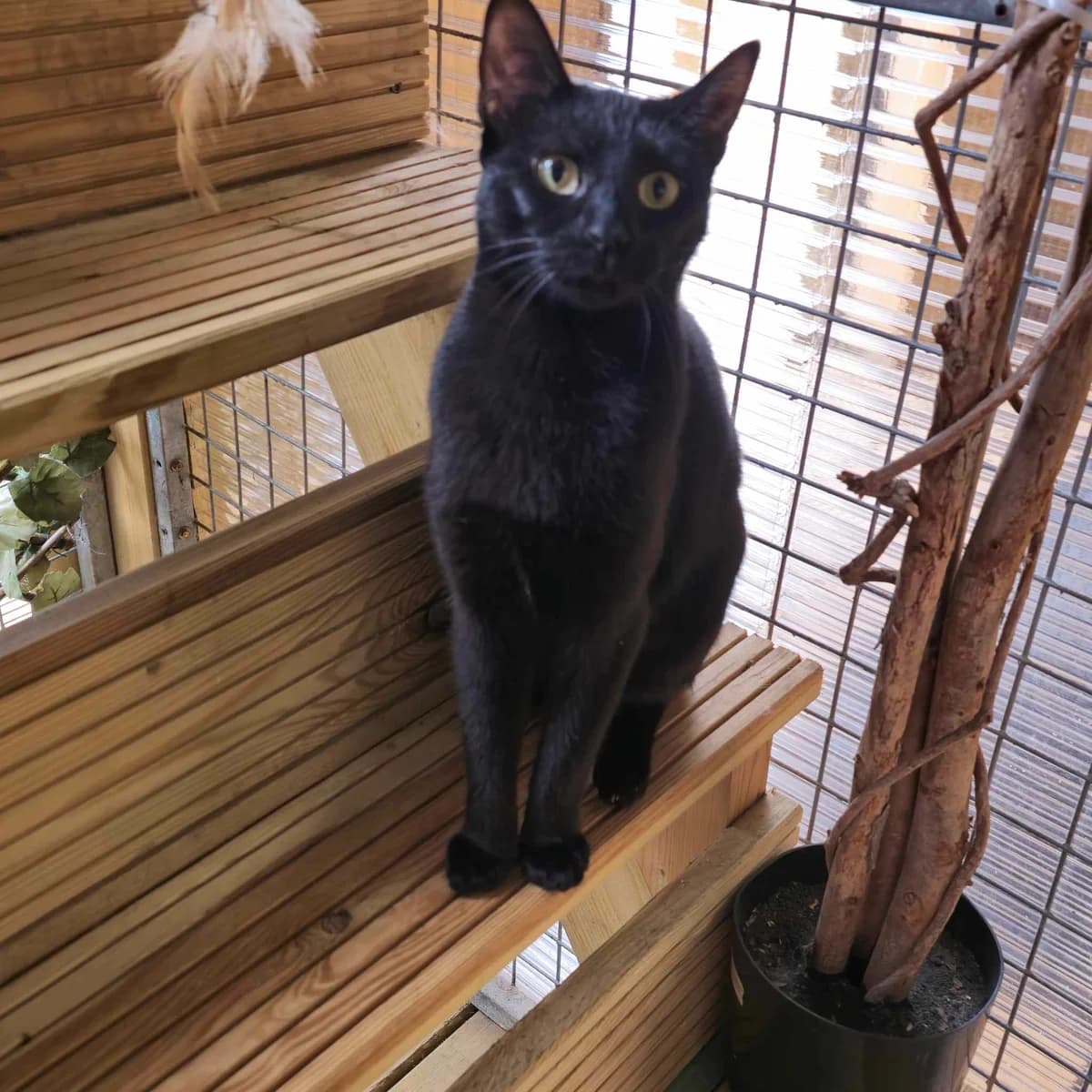 Marshmallow- 1 Year Old Female, female young Mixed Breed Cat for adoption at Rain Rescue