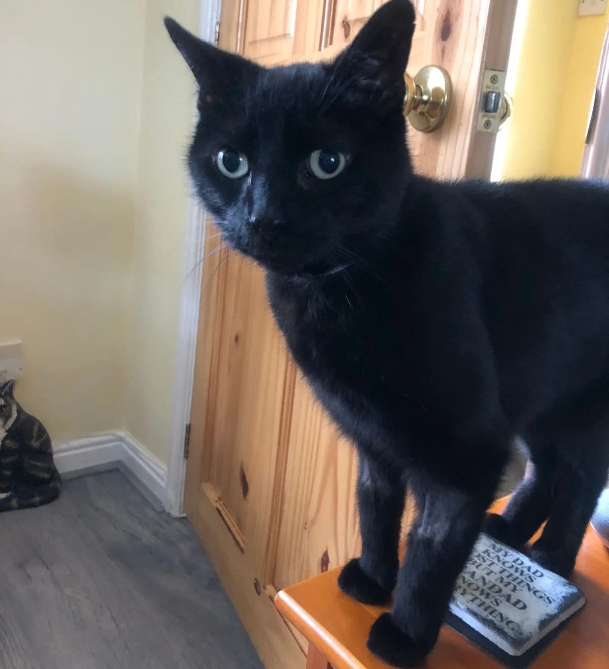Sampson- 11 Year Old Male, male Mixed Breed Cat for adoption at Rain Rescue