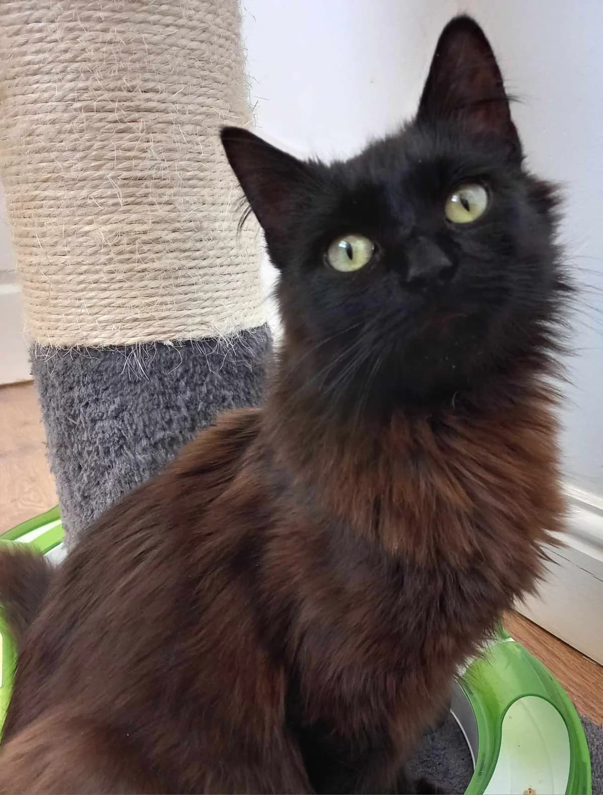 Suki – 1 Year Old Female, female mixed breed for adoption at Rain Rescue