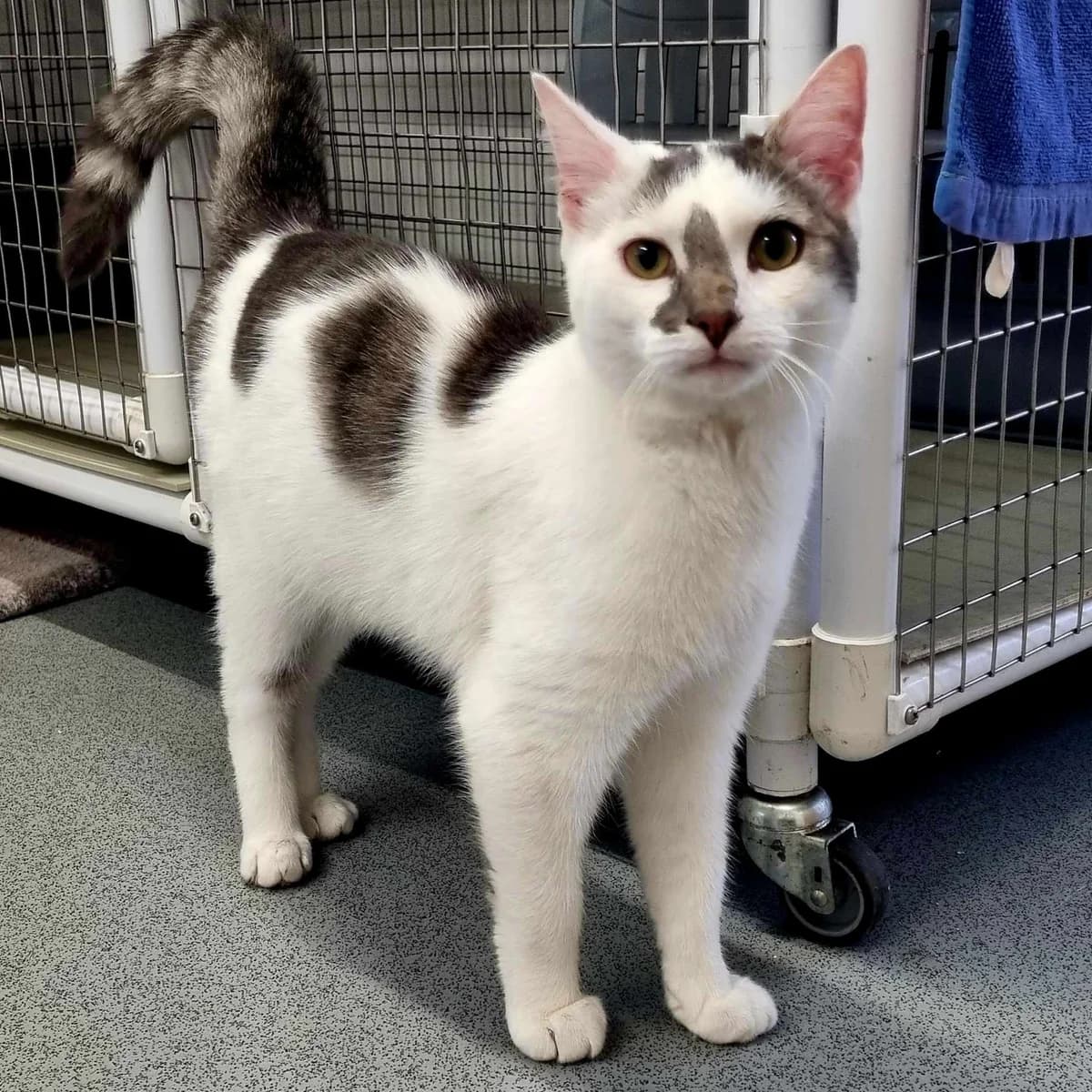 Marble- 7 Month Old Male, male Mixed Breed Cat for adoption at Rain Rescue