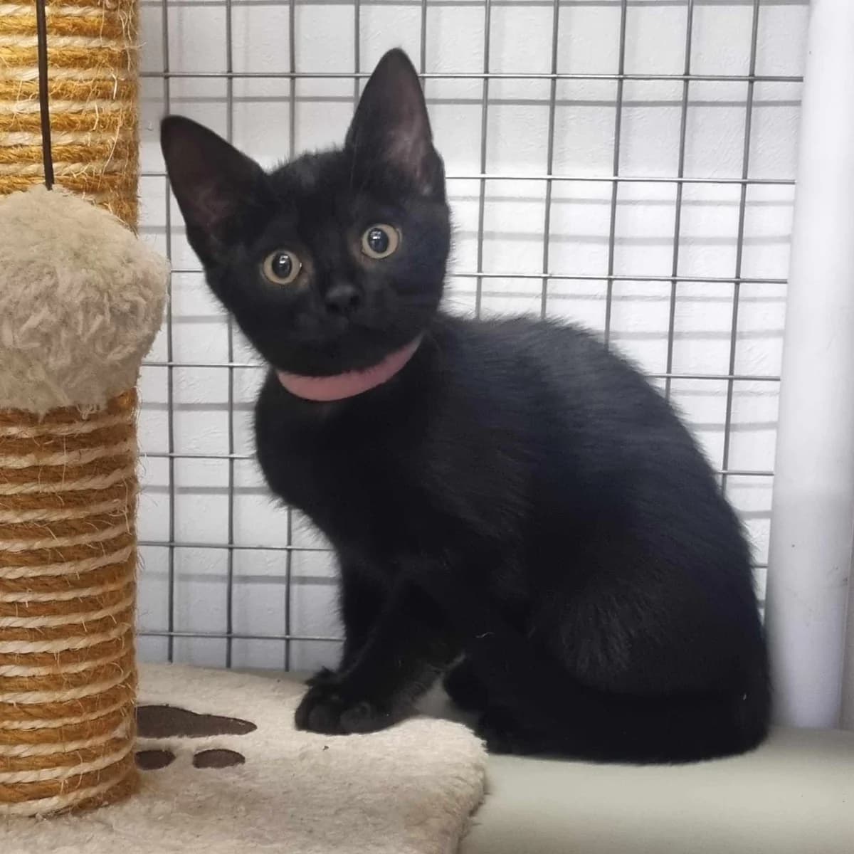 Hermione- 9 Week Old Female, female Mixed Breed Cat for adoption at Rain Rescue