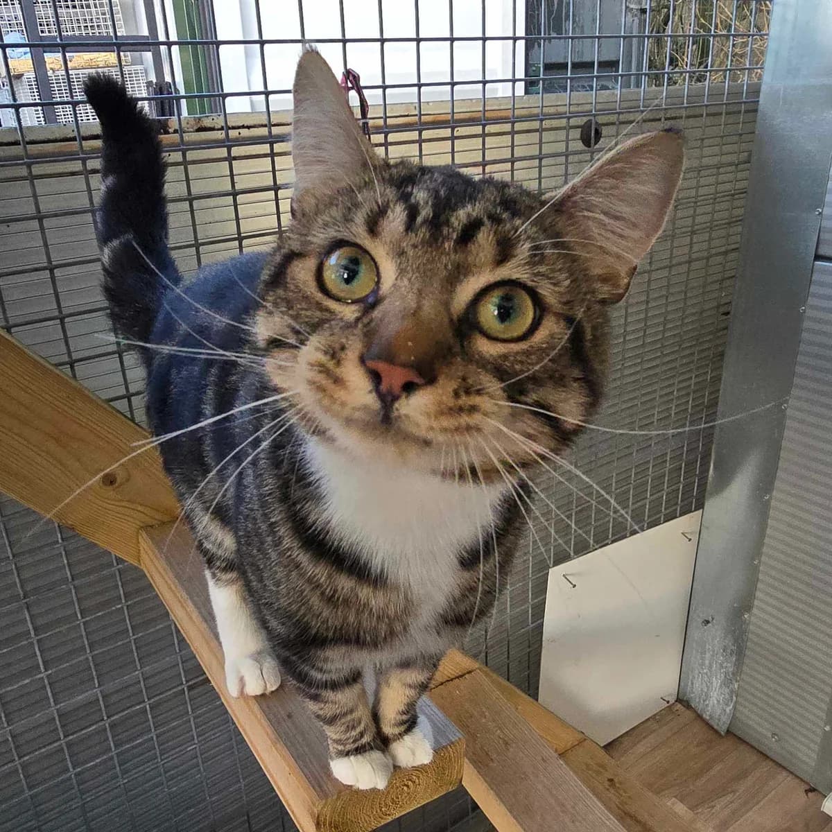 Winston- 1 Year Old Male (OUTDOOR HOME), male puppy Mixed Breed Cat for adoption at Rain Rescue