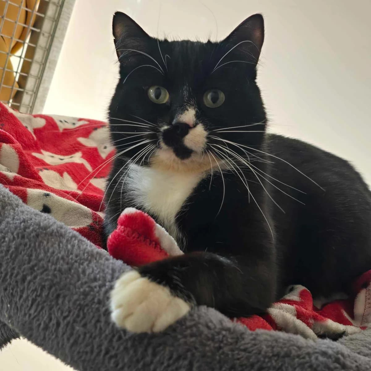 Oscar- 2 Year Old Male, male Mixed Breed Cat for adoption at Rain Rescue
