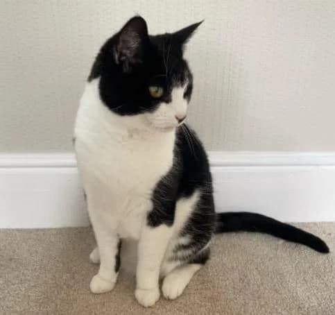 Holly-14 Year Old Female, female senior Mixed Breed Cat for adoption at Rain Rescue