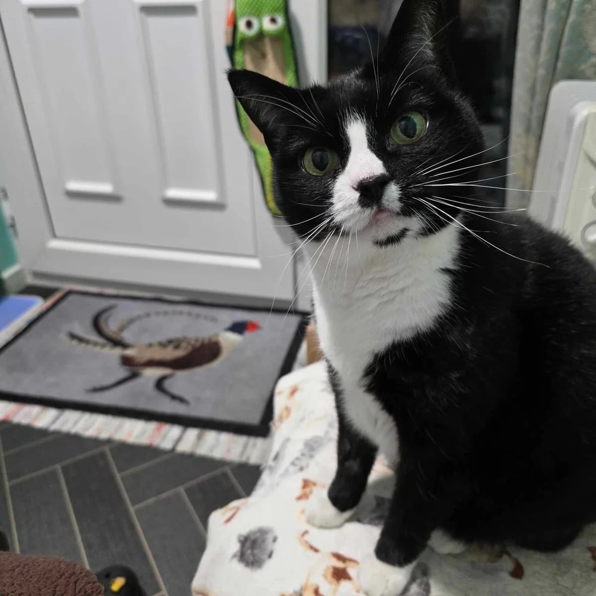 Molly-14 Year Old Female, female senior Mixed Breed Cat for adoption at Rain Rescue
