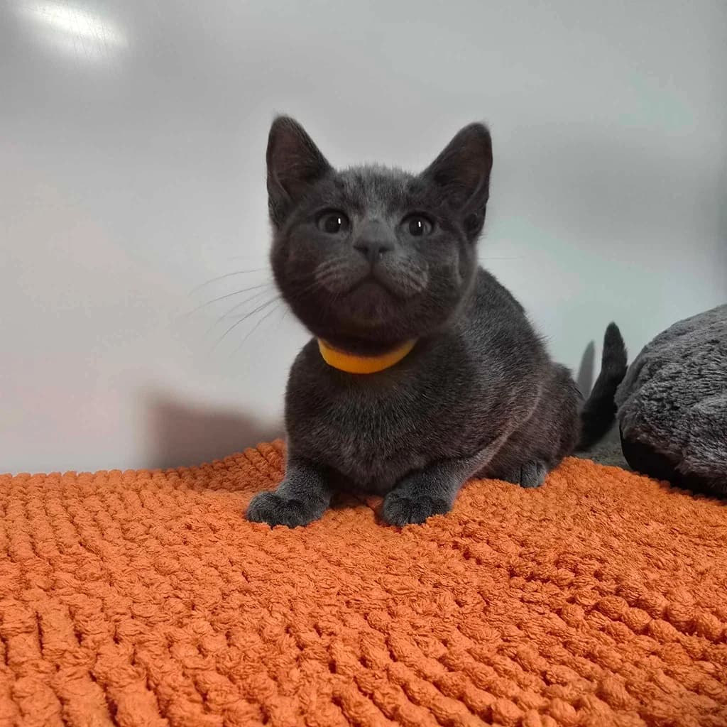Malteser- 16 Week Old Female, female puppy Mixed Breed Cat for adoption at Rain Rescue