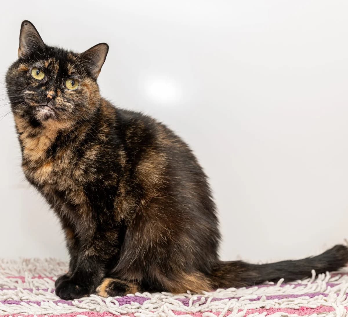 Polly- 8 Year Old Female, female Mixed Breed Cat for adoption at Rain Rescue