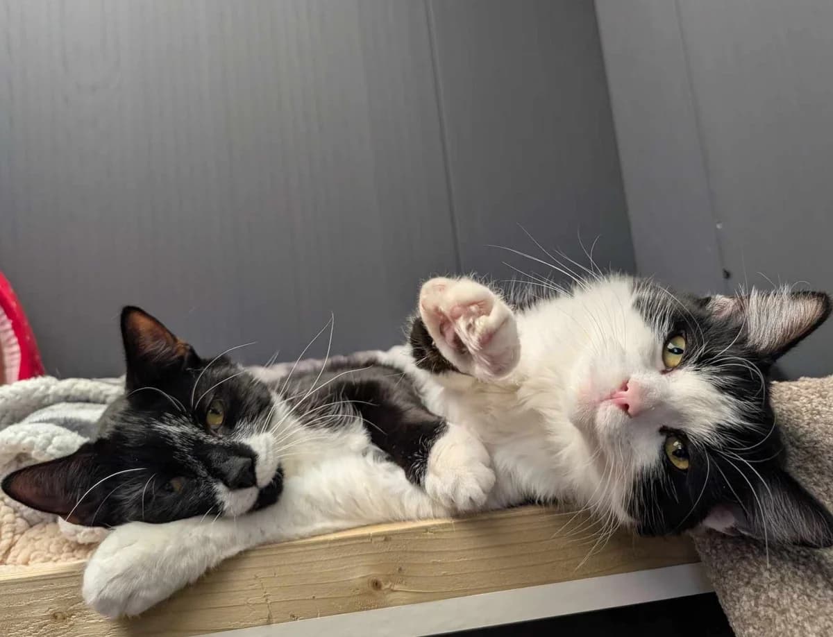 Dalton and Chester- 10 Month old Male and Female, female Mixed Breed Cat for adoption at Rain Rescue