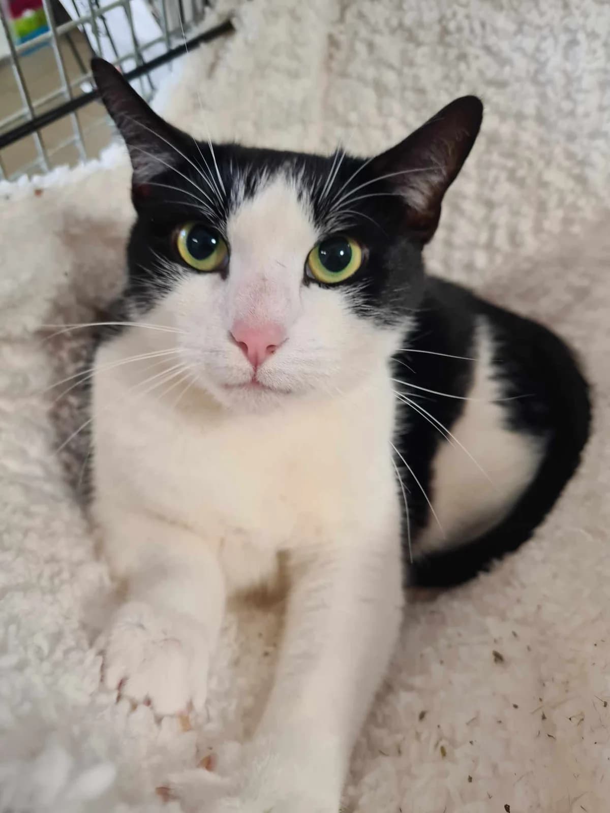 Jelly Tot- 2 Year Old Male, male Mixed Breed Cat for adoption at Rain Rescue