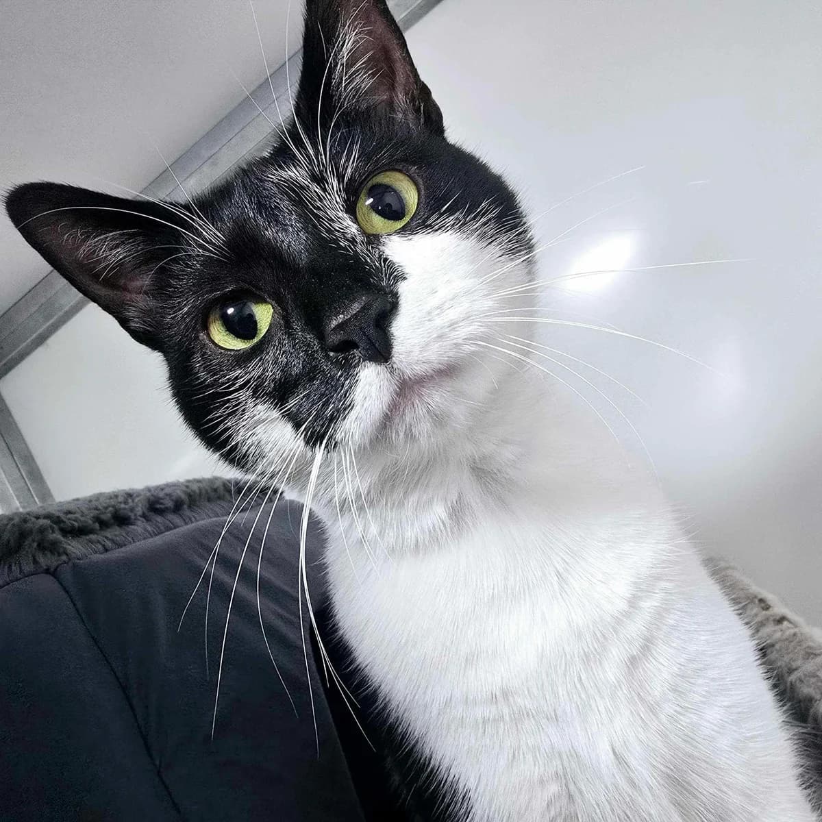 Peppa- 1 Year Old Female, female Mixed Breed Cat for adoption at Rain Rescue