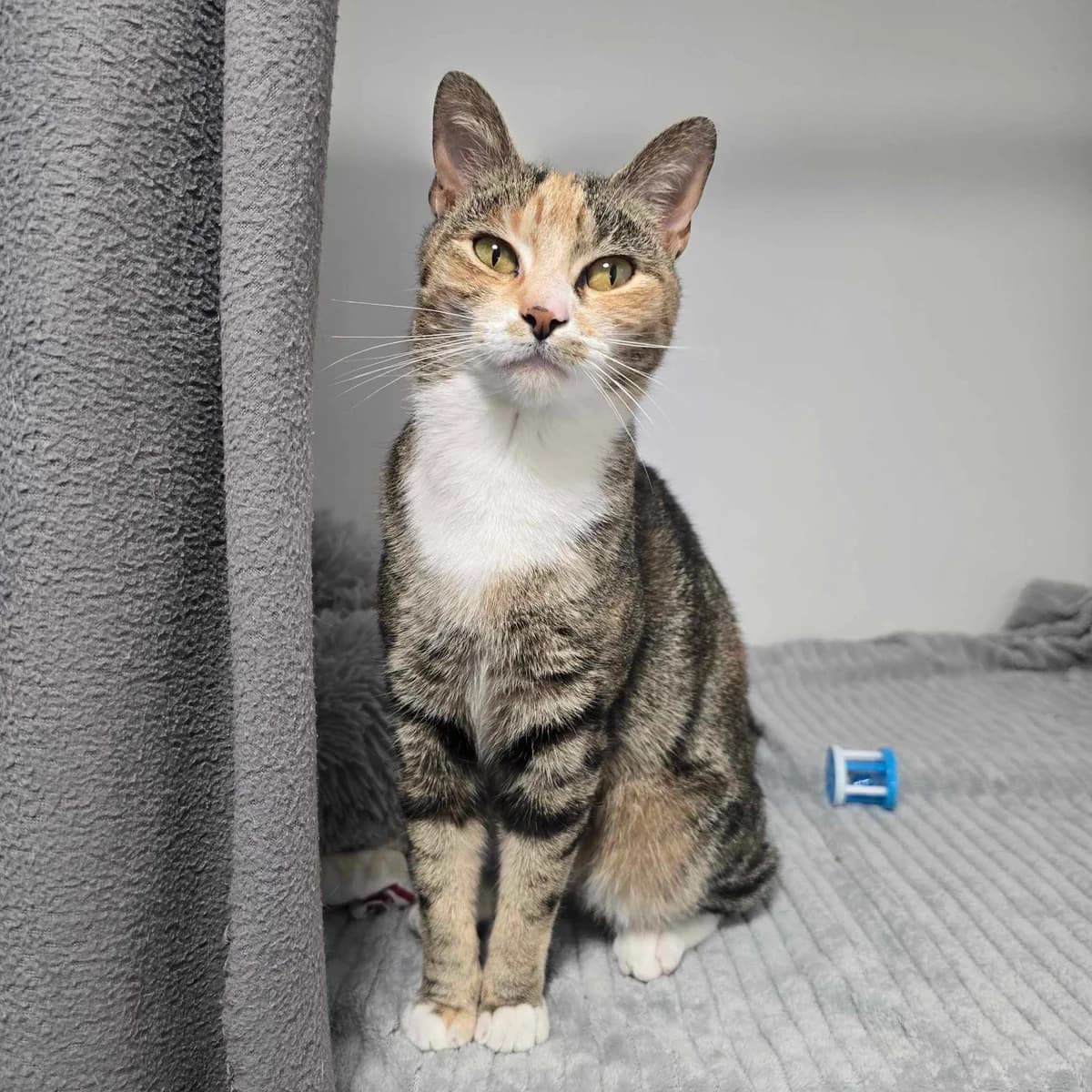 Cinnamon- 10 Month Old Female- MEETING BOOKED, female Mixed Breed Cat for adoption at Rain Rescue