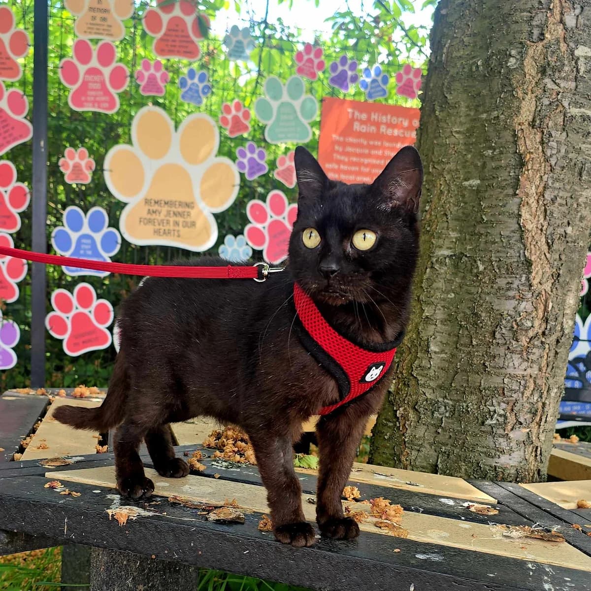Misty- 7 Year Old Female- MEETING BOOKED, female 7yo Mixed Breed Cat for adoption at Rain Rescue