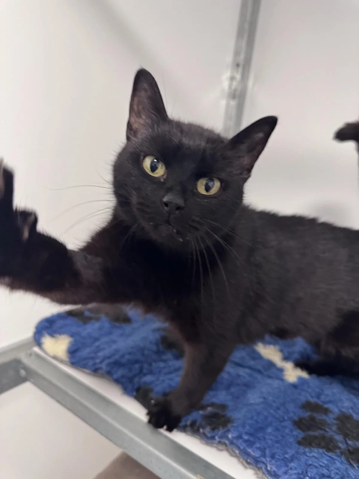 Faith- 7 Year Old Female- MEETING BOOKED, female Mixed Breed Cat for adoption at Rain Rescue