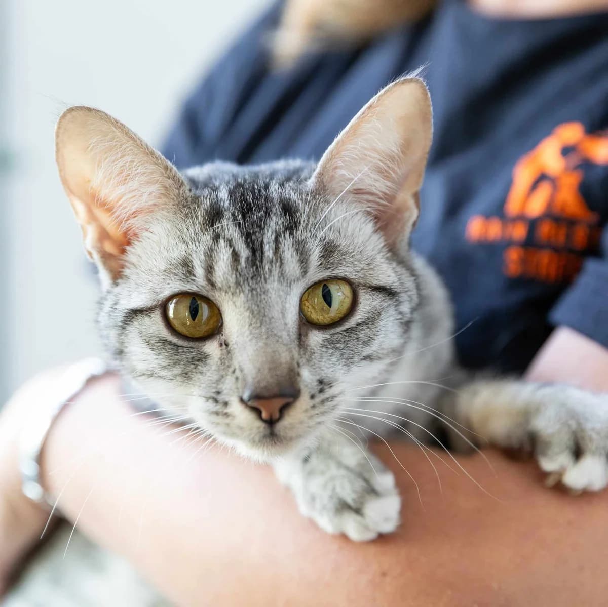 Kiwi- 1 Year Old Female, female puppy Mixed Breed Cat for adoption at Rain Rescue