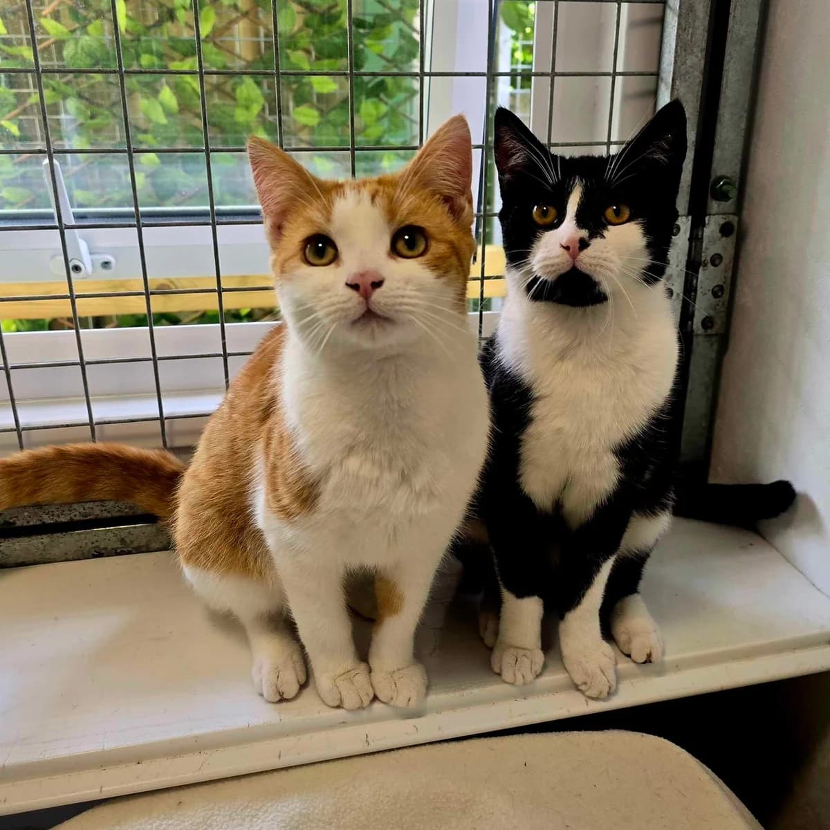 Adult Cat, female Mixed Breed Cat for adoption at Rain Rescue