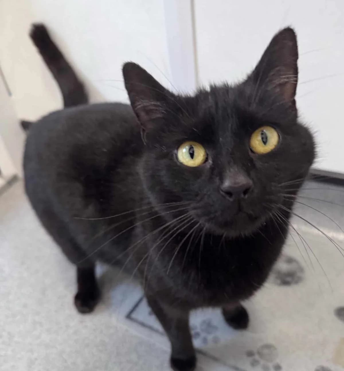 Nala- 2 Year Old Female, female Mixed Breed Cat for adoption at Rain Rescue