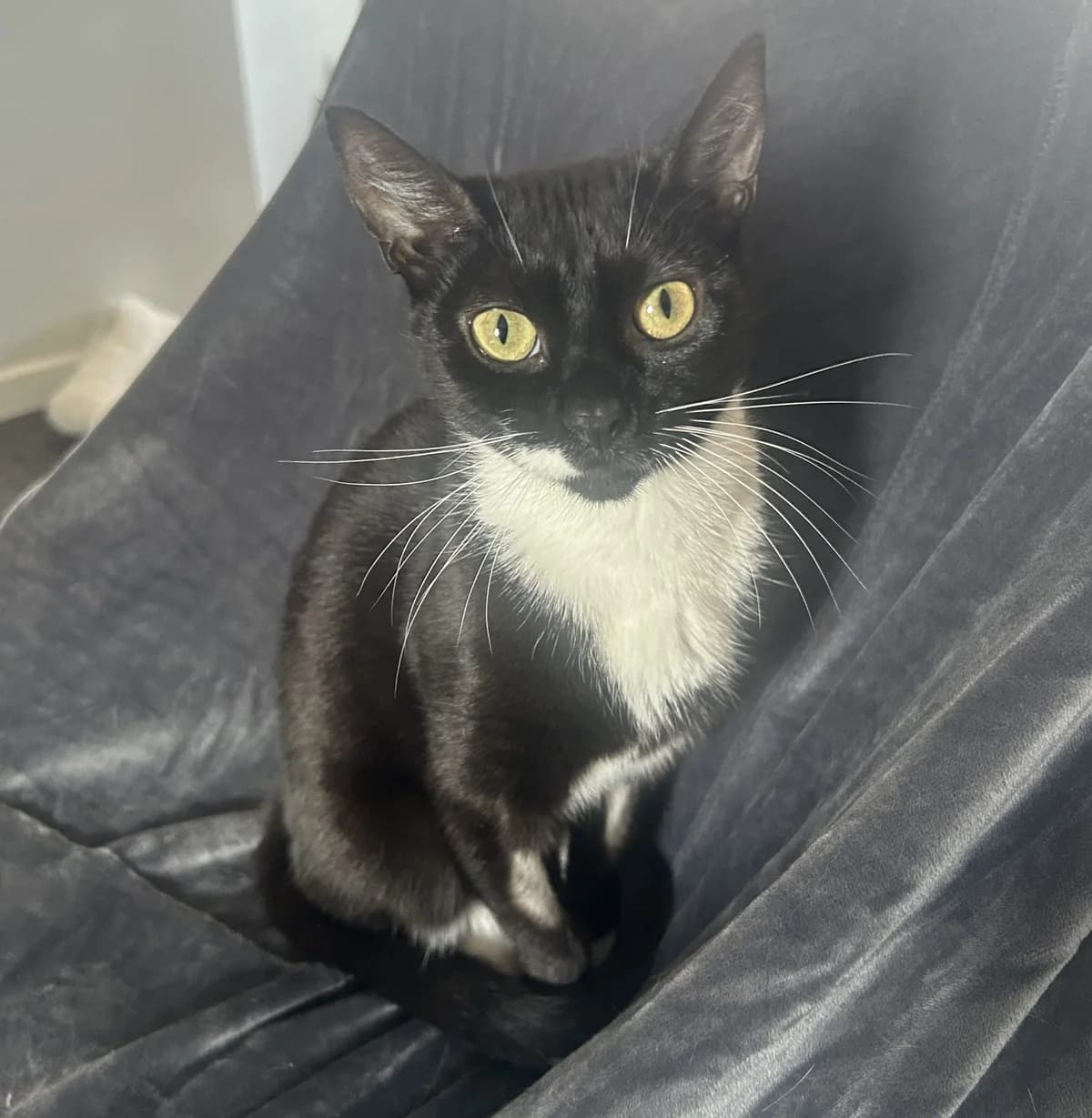 Oreo- 1 Year Old Female, female puppy Mixed Breed Cat for adoption at Rain Rescue