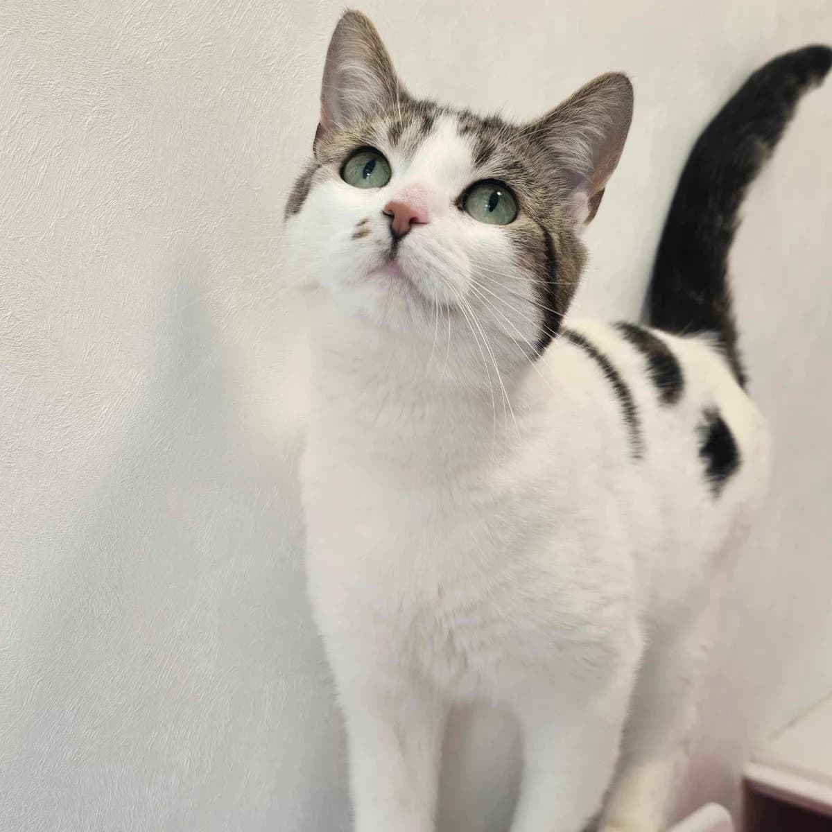 Plinky- 5 Year Old Female, female Mixed Breed Cat for adoption at Rain Rescue