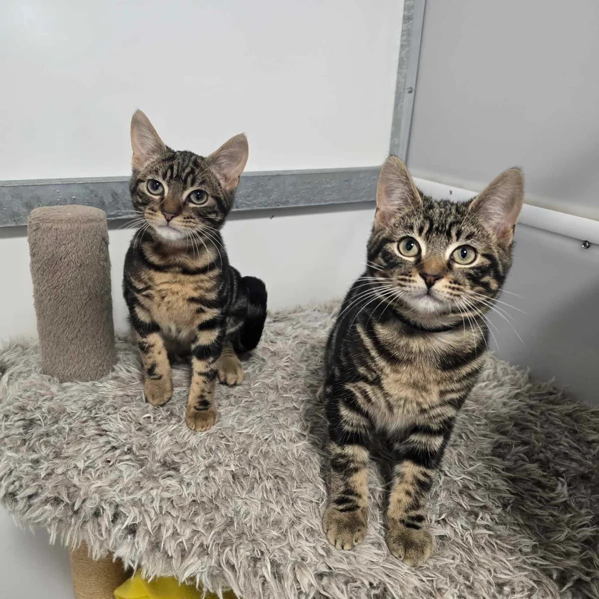 Rhubarb and Custard- 4 Month Old Males- MEETING BOOKED, male puppy Mixed Breed Cat for adoption at Rain Rescue