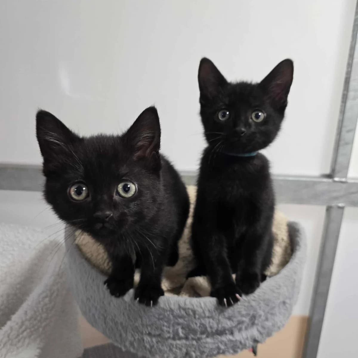 Bonnie and Damon- 9 week Old Female and Male, female puppy Mixed Breed Cat for adoption at Rain Rescue