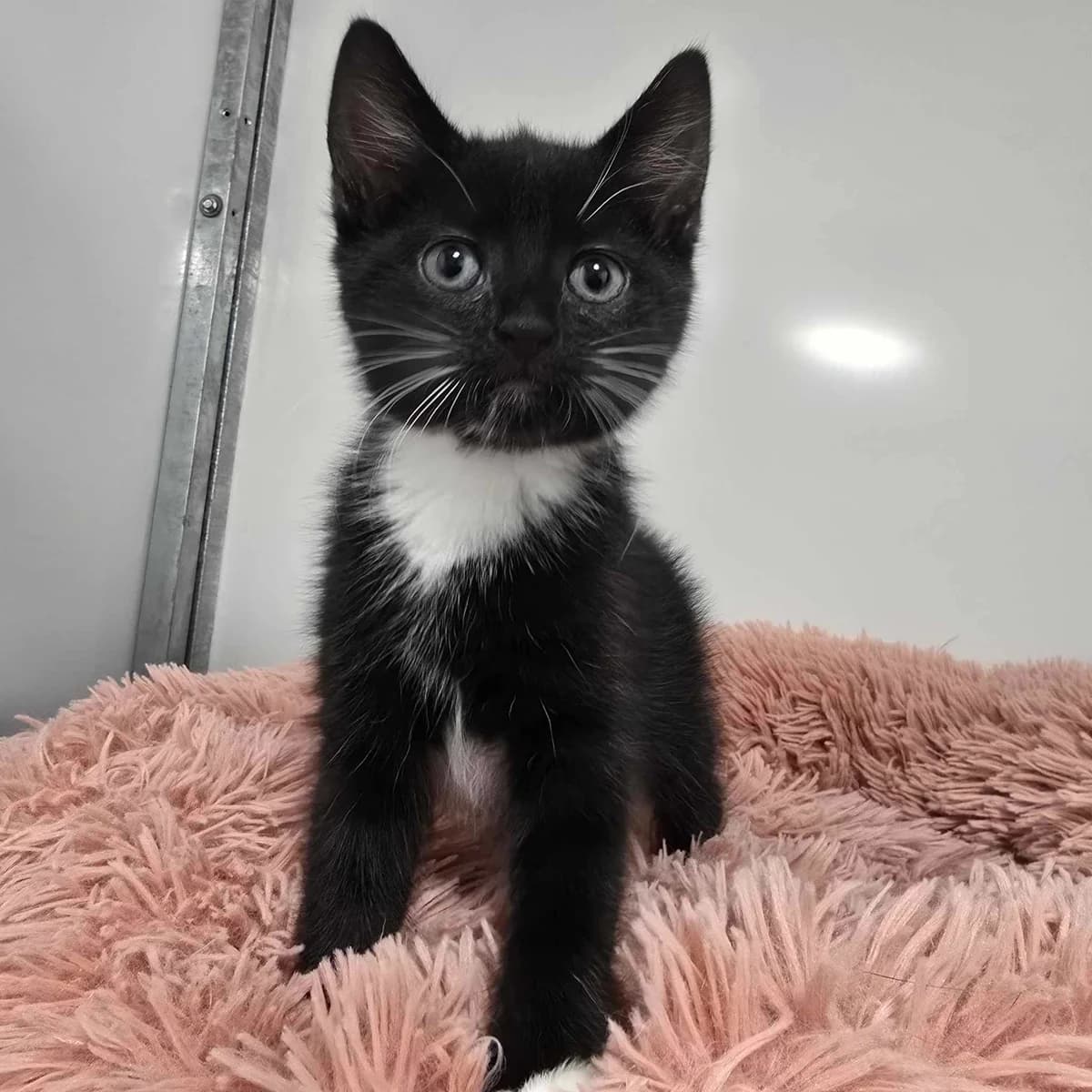 Cactus- 10 Week Old- MEETING BOOKED, male puppy Mixed Breed Cat for adoption at Rain Rescue