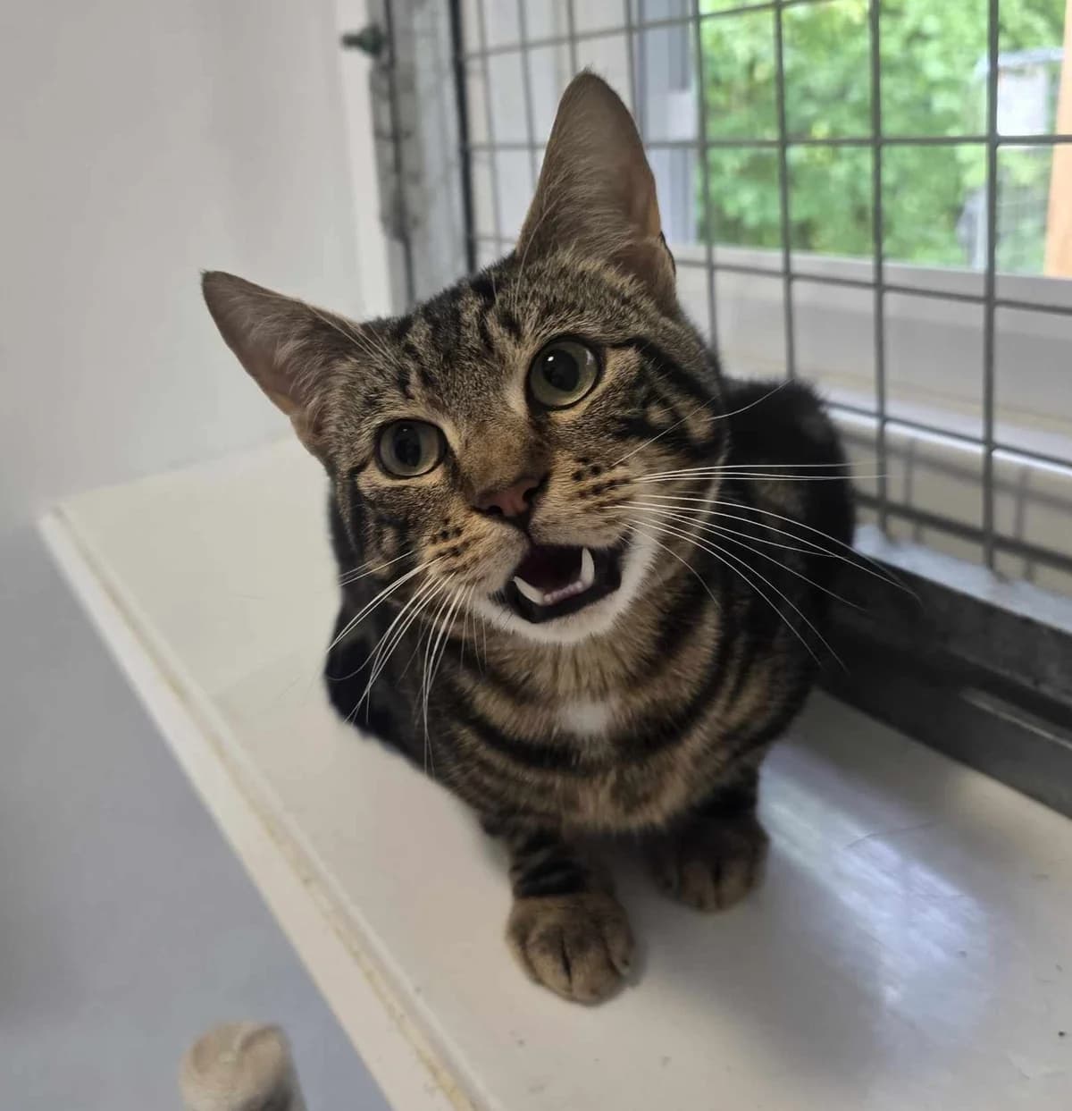 Taco- 2 Year Old Male, male Mixed Breed Cat for adoption at Rain Rescue