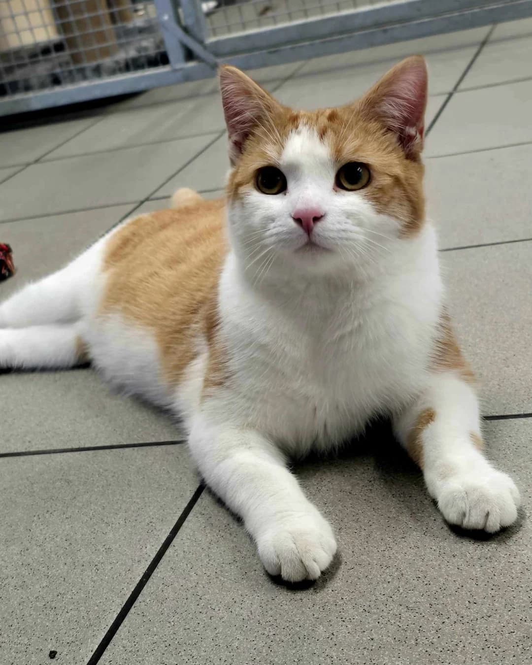 Simba 6 Month Old Male- MEETING BOOKED, male puppy Mixed Breed Cat for adoption at Rain Rescue