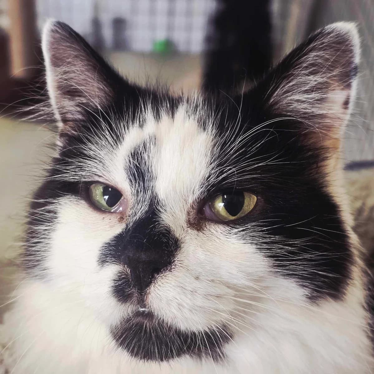Panda- 5 Year Old Female- MEETING BOOKED, female mixed breed for adoption at Rain Rescue