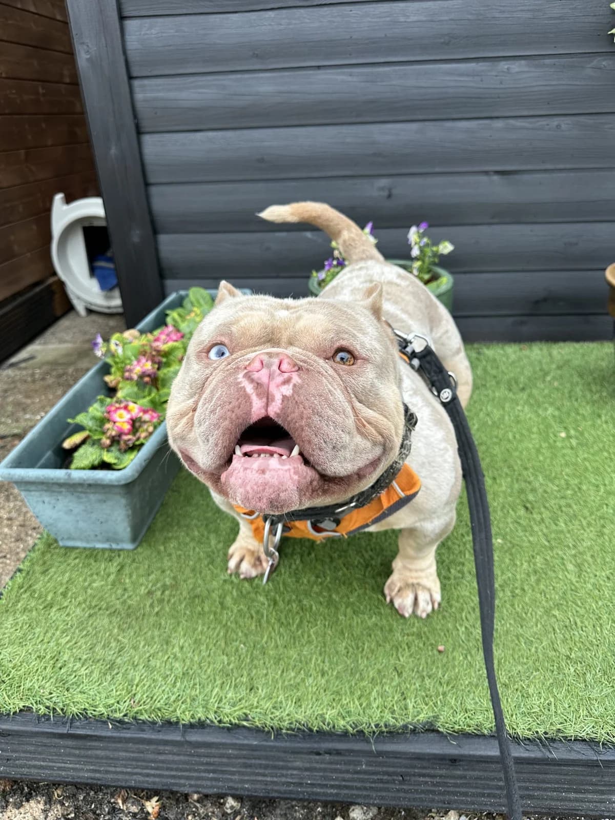 Ghost – 5 years 11 month old Male, male mixed breed for adoption at Rain Rescue