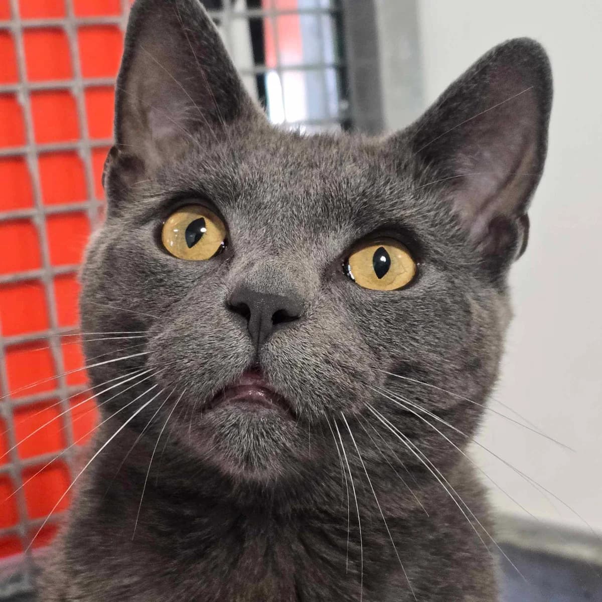 Smokey -1 Year Old Male, male Mixed Breed Cat for adoption at Rain Rescue