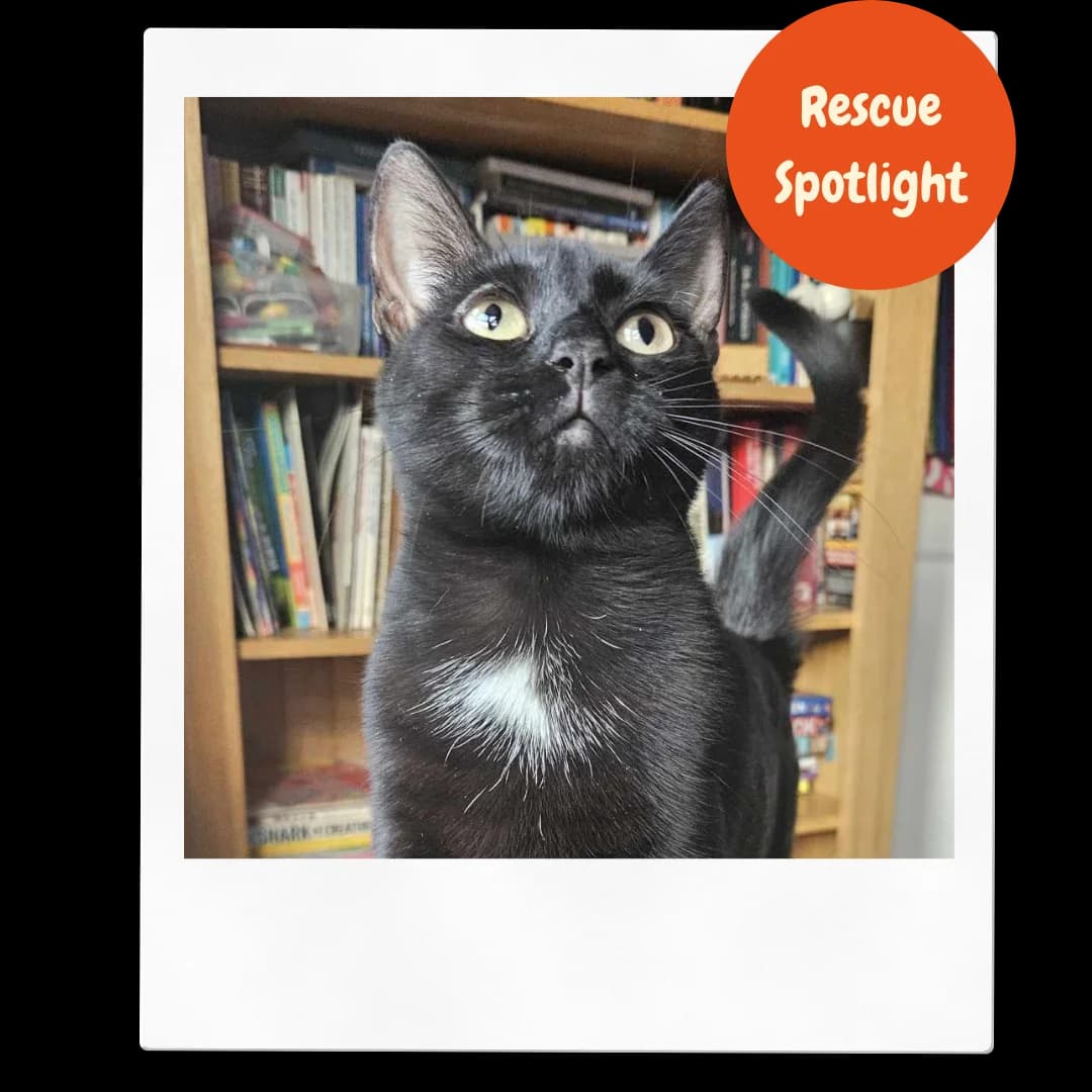 June- 2 Year Old Female – Rescue Spotlight!- MEETING BOOKED, female puppy Mixed Breed Cat for adoption at Rain Rescue