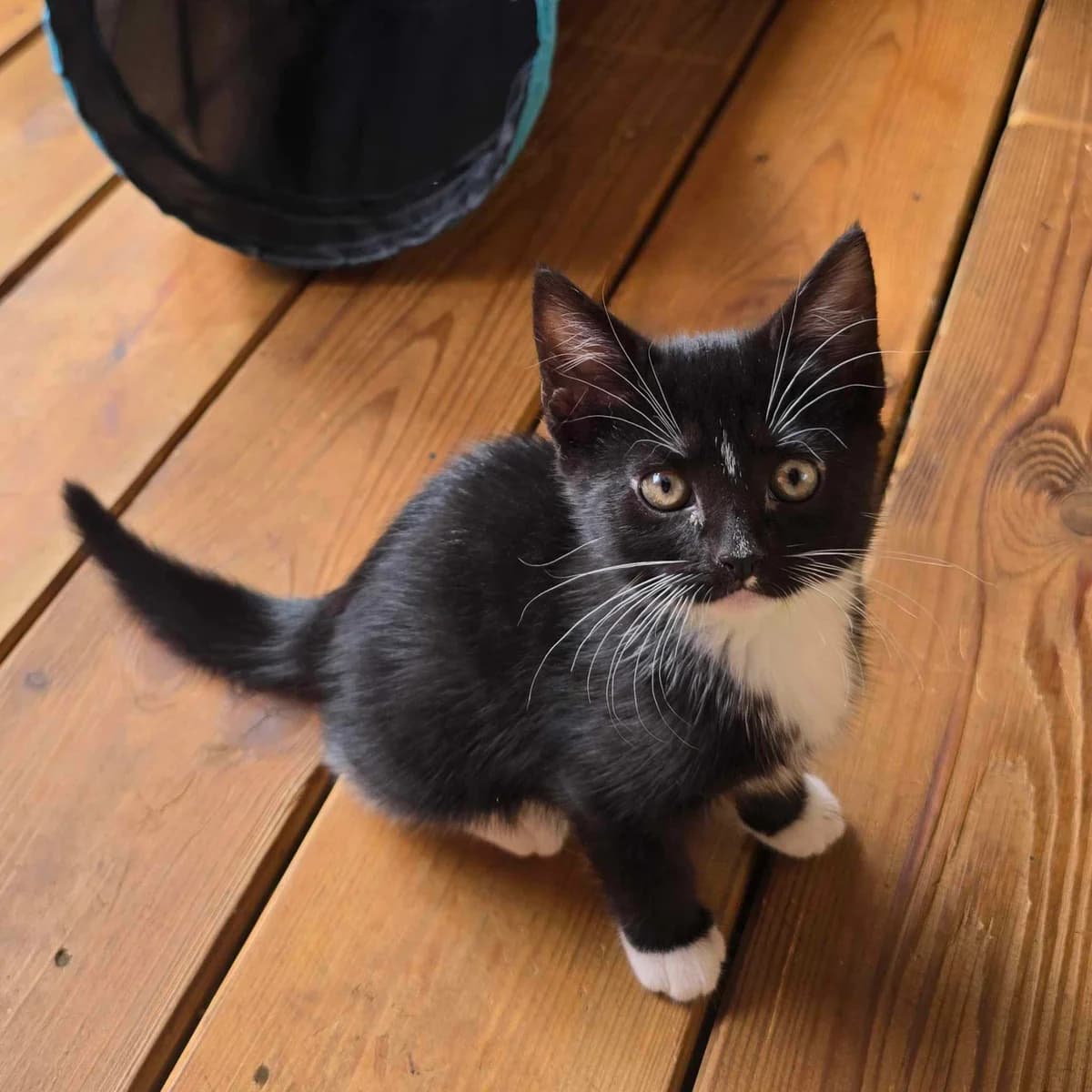 Lush 9 Week Old Female- MEETING BOOKED, female puppy Mixed Breed Cat for adoption at Rain Rescue