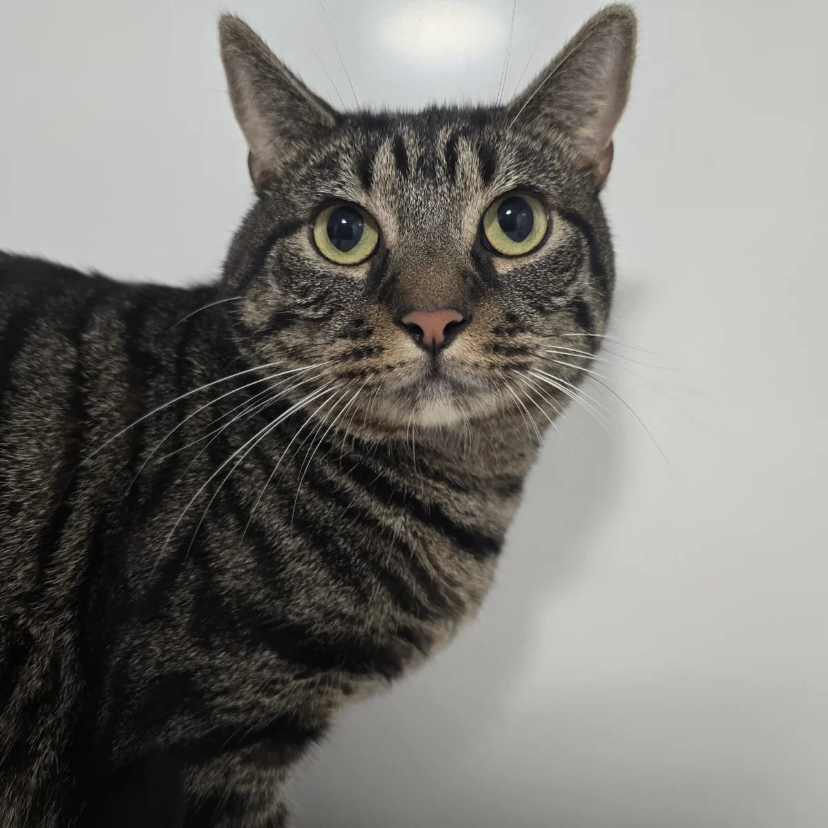 Smokey- 2 Year Old Male, male Mixed Breed Cat for adoption at Rain Rescue