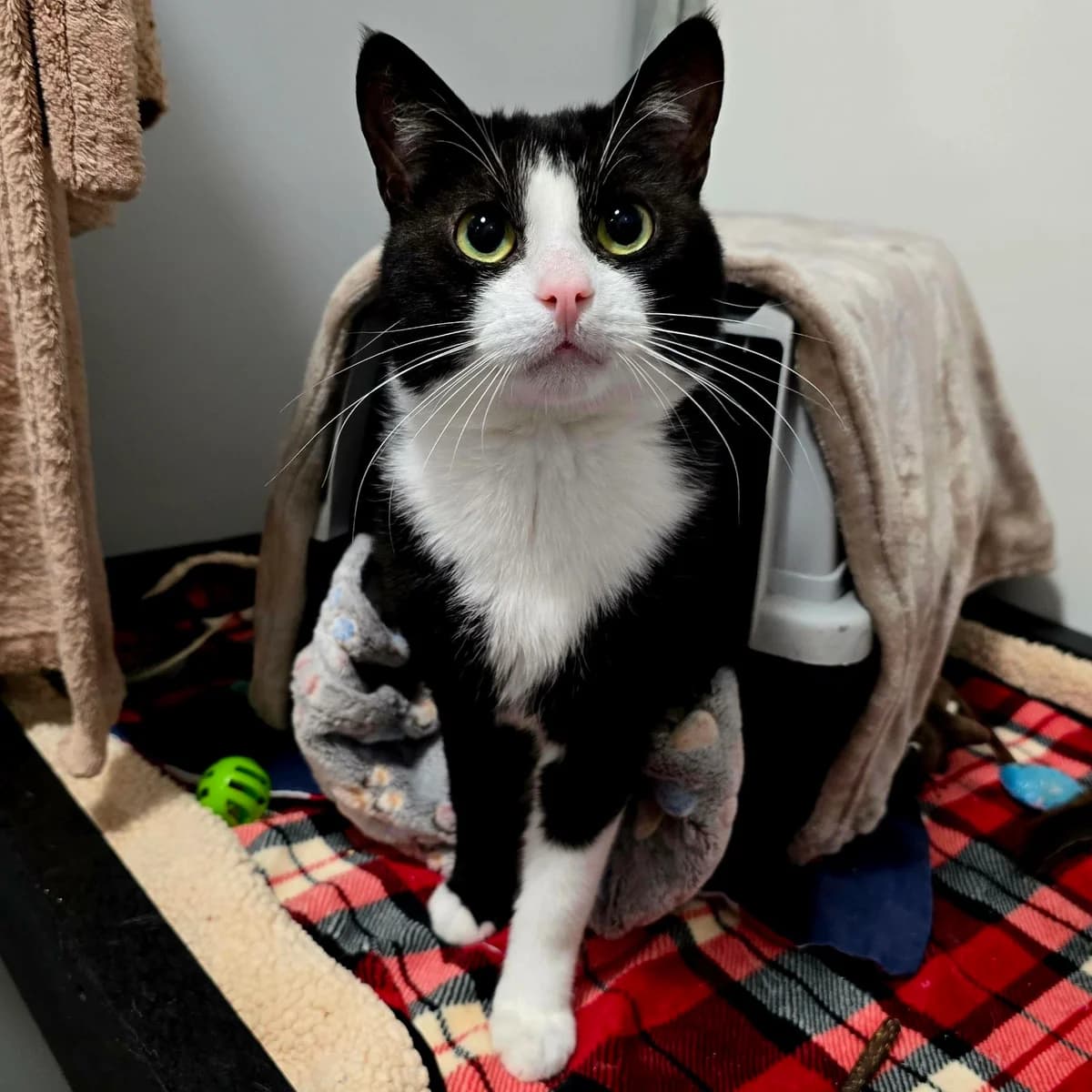Storm – 2 Year Old Male- MEETING BOOKED, male Mixed Breed Cat for adoption at Rain Rescue