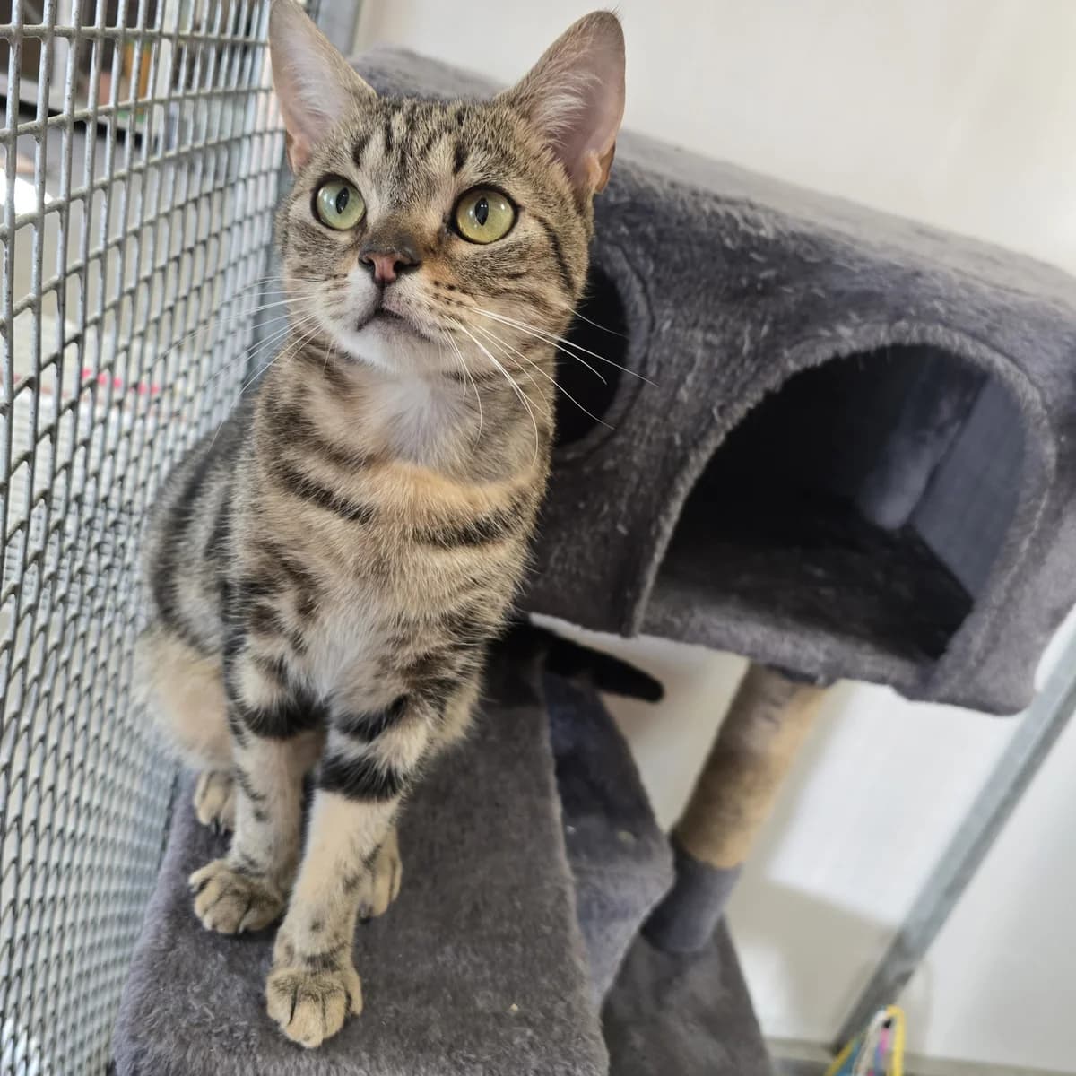 Eddy- 11 Month Old Male- MEETING BOOKED, male Mixed Breed Cat for adoption at Rain Rescue
