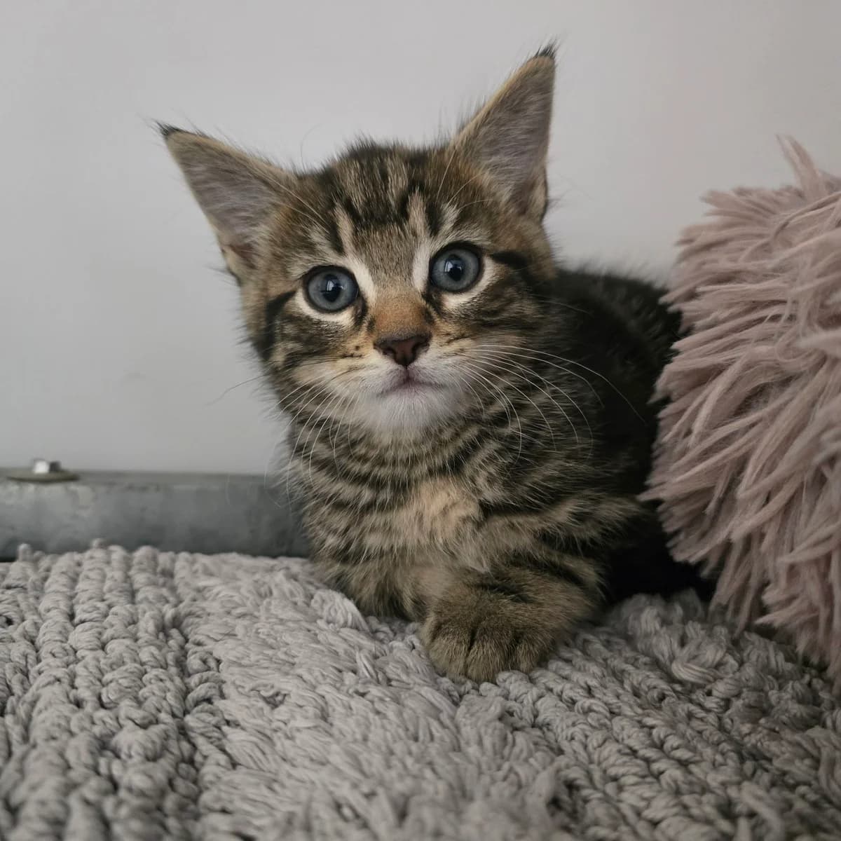 Steve- 8 Week Old Male- MEETING BOOKED, male Mixed Breed Cat for adoption at Rain Rescue