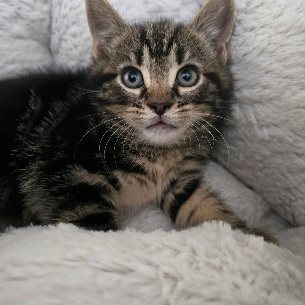 Barbara- 8 Week Old Female-MEETING BOOKED, female Mixed Breed Cat for adoption at Rain Rescue