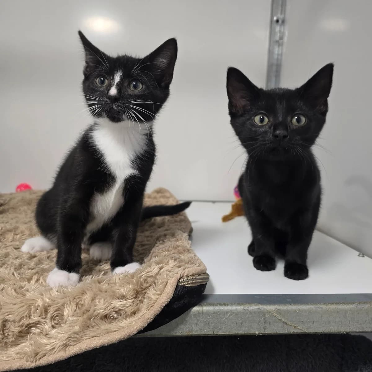 Nacho and Cheese- 9 Week Old Female- MEETING BOOKED, female Mixed Breed Cat for adoption at Rain Rescue