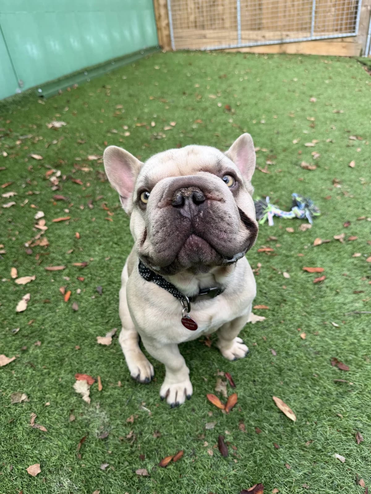 Bentley – 2 year old Male – MEETING BOOKED, male English Bulldog for adoption at Rain Rescue