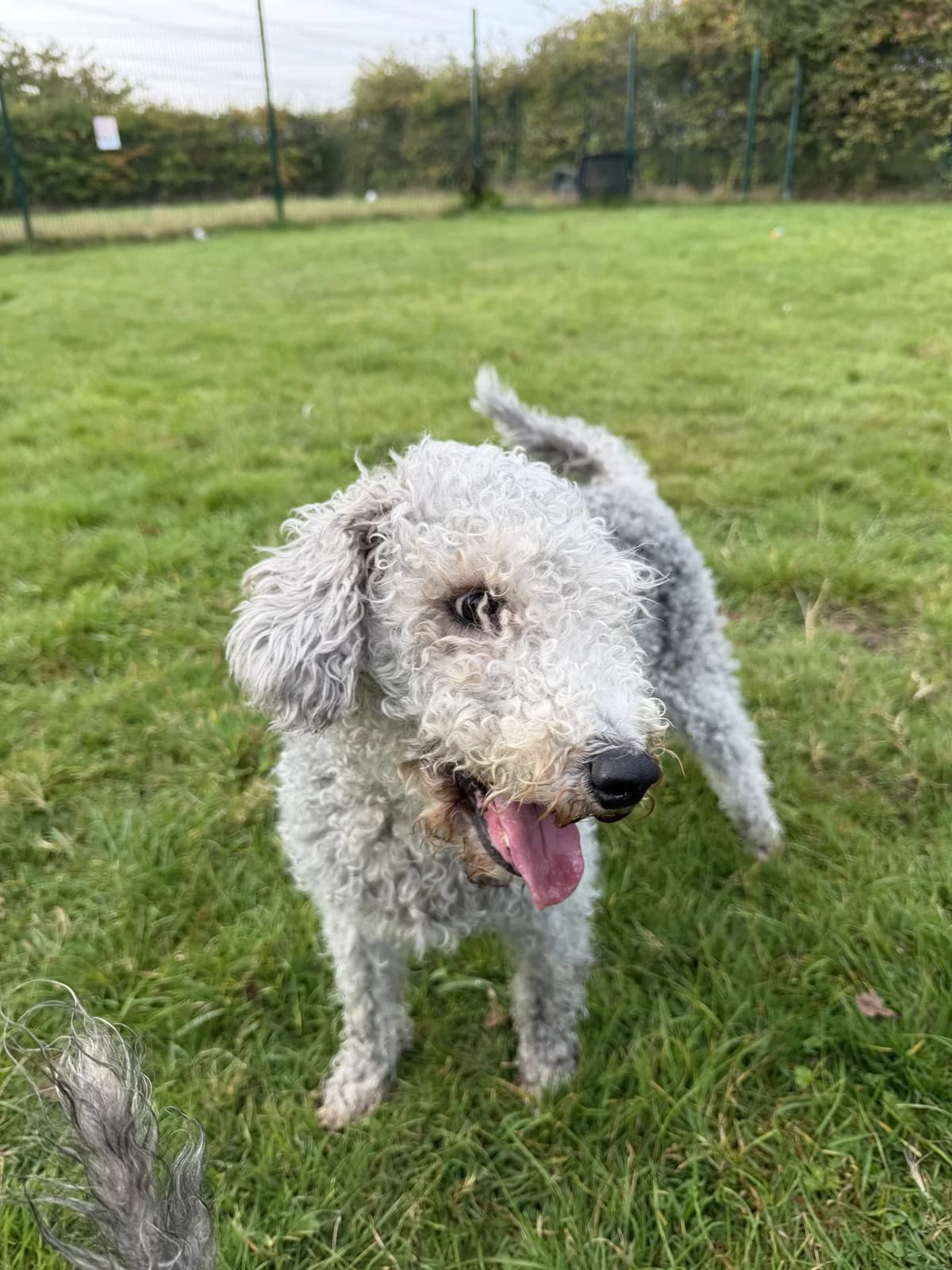 Woody – 9 year old Male – Meeting Booked, male senior mixed breed for adoption at Rain Rescue