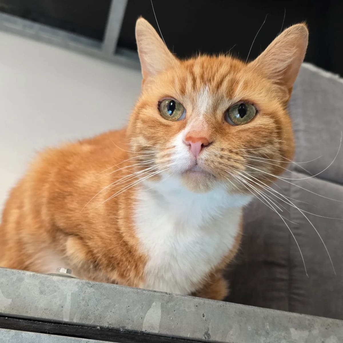Eva- 11 Year Old Female, female Mixed Breed Cat for adoption at Rain Rescue