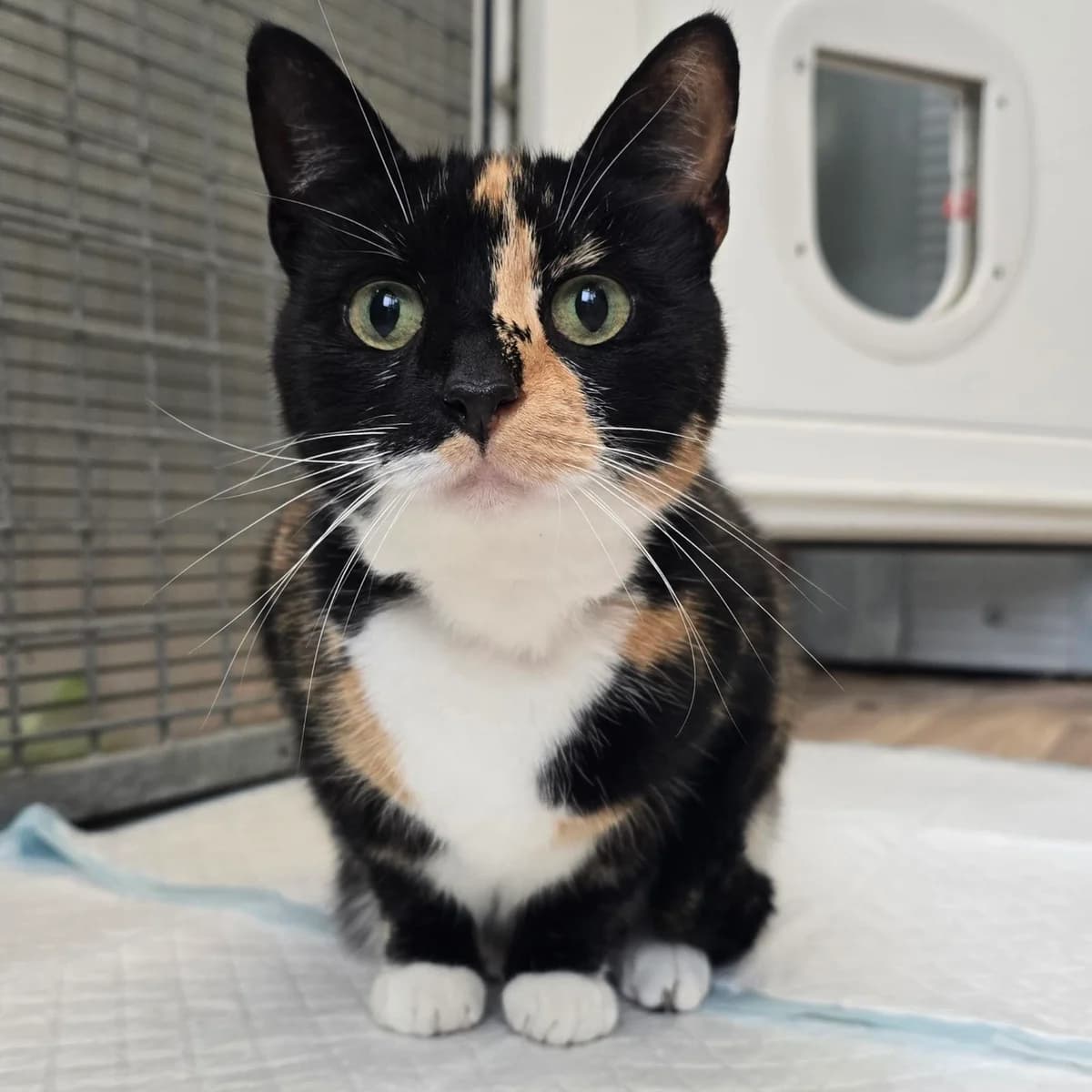 Stella- 10 Year Old Female, female Mixed Breed Cat for adoption at Rain Rescue