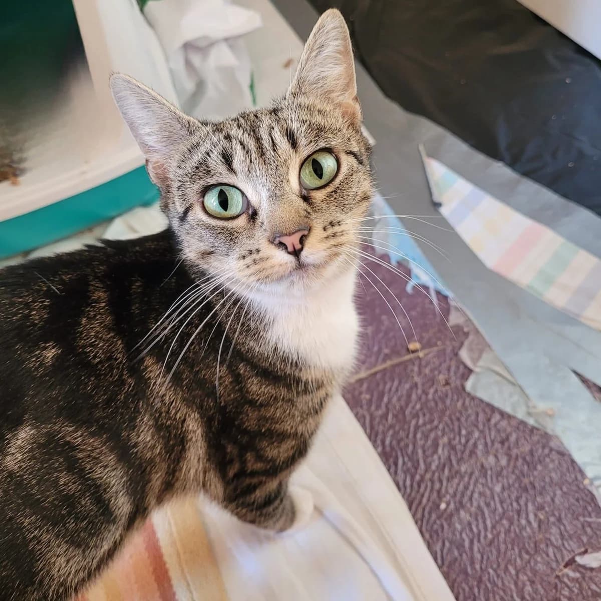 Hazel-2 Year Old Female- MEETING BOOKED, female Mixed Breed Cat for adoption at Rain Rescue
