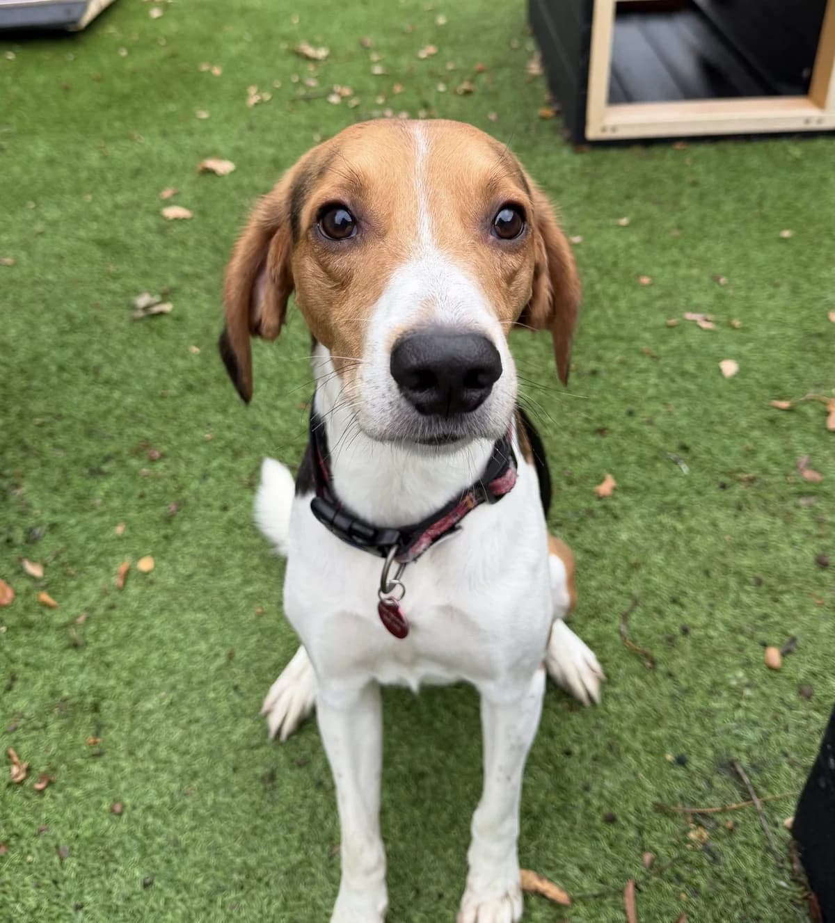 Brewster – 3 year old Male, male mixed breed for adoption at Rain Rescue